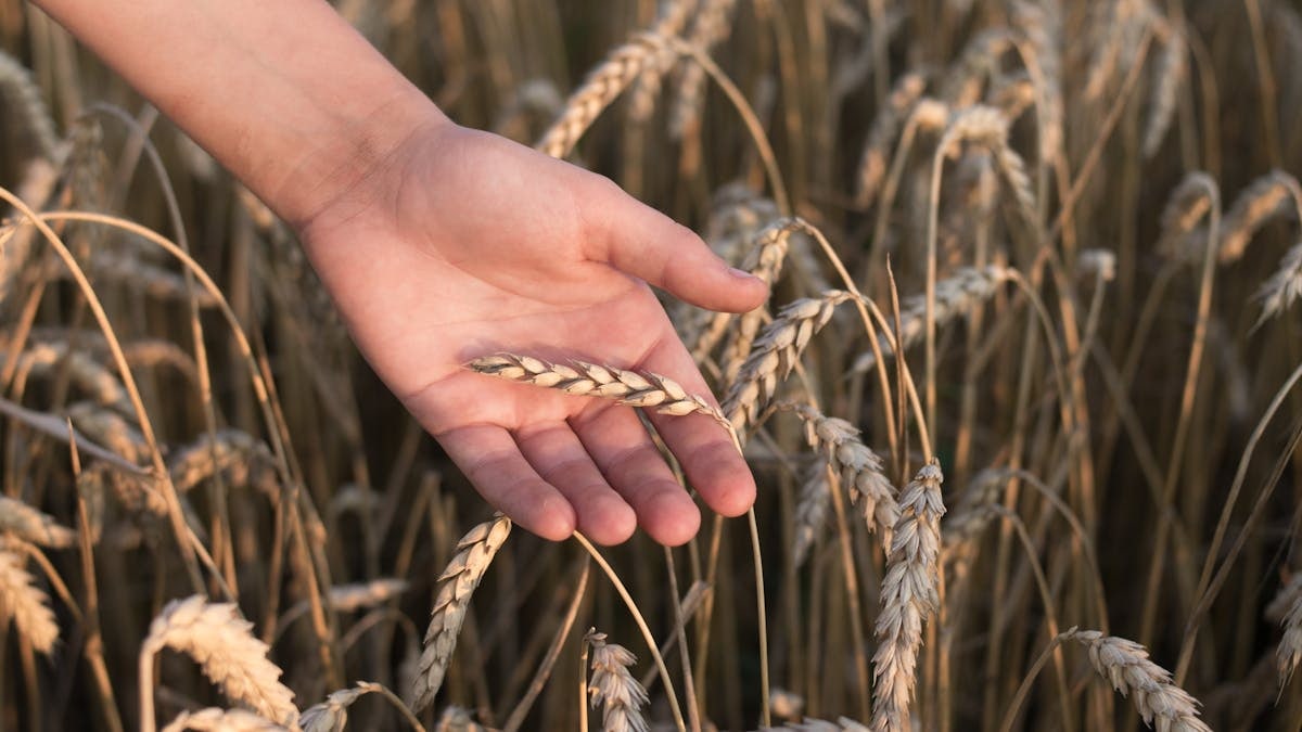 A hand gently holding a wheat stalk in a sunlit field, symbolizing agriculture.